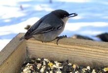 WolffBirds PygmyNuthatch