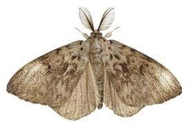 millerMoths