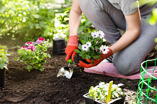 High Altitude Gardening