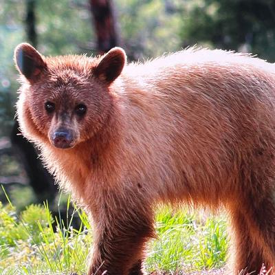 Bearbeavers800