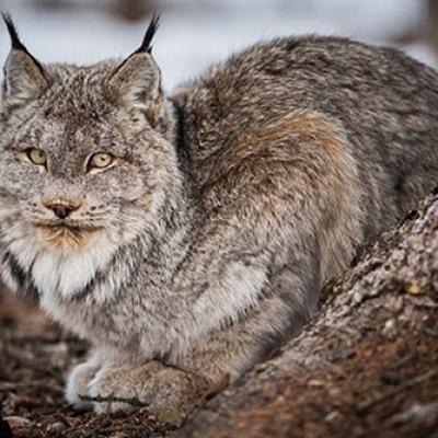 Bobcat500
