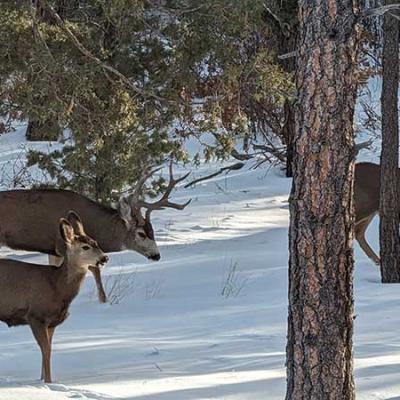 Deersnow