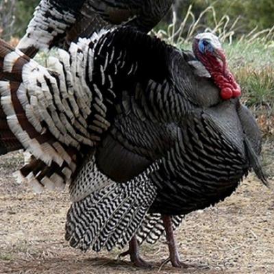 Turkey500