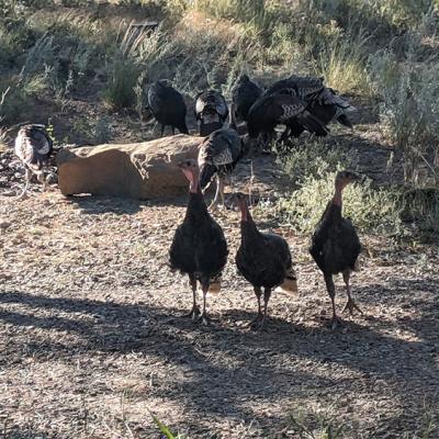 Turkeysyard1000