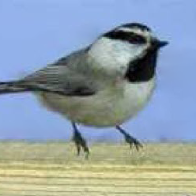 Winterbird