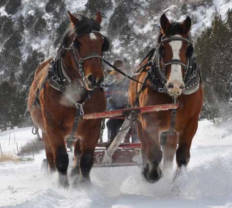 Draft Horses on Santa Fe Trail Ranch