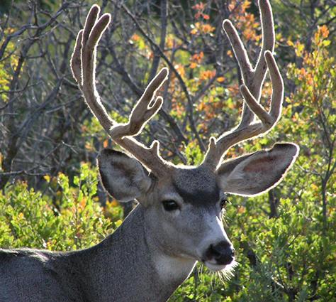 Deer on Santa Fe Trail Ranch 