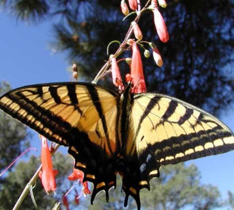 Butterfly At Santa Fe Trail Ranch