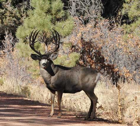 Deer At Santa Fe Trail Ranch