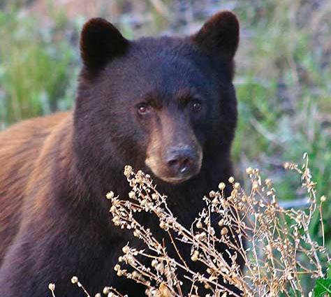 Bear At Santa Fe Trail Ranch